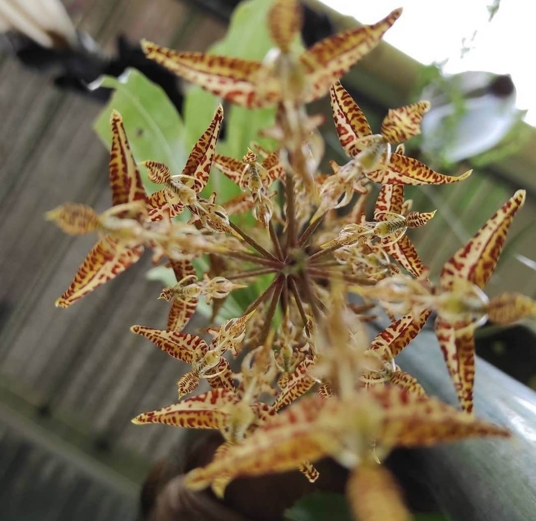 Gongora leucochila